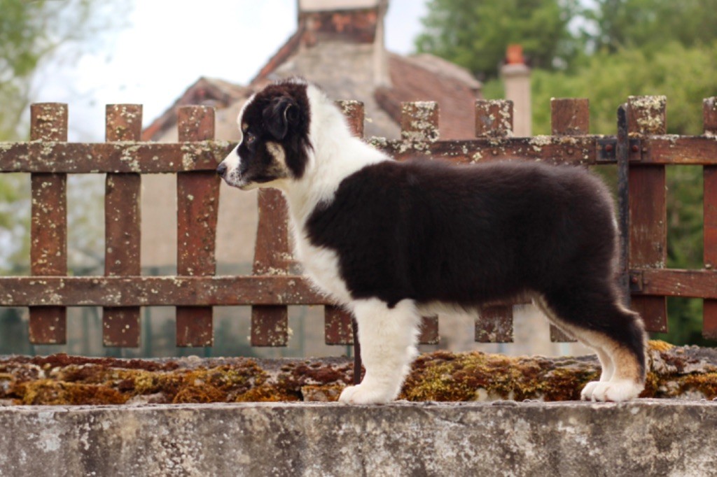 American girl Di Bellu Soniu