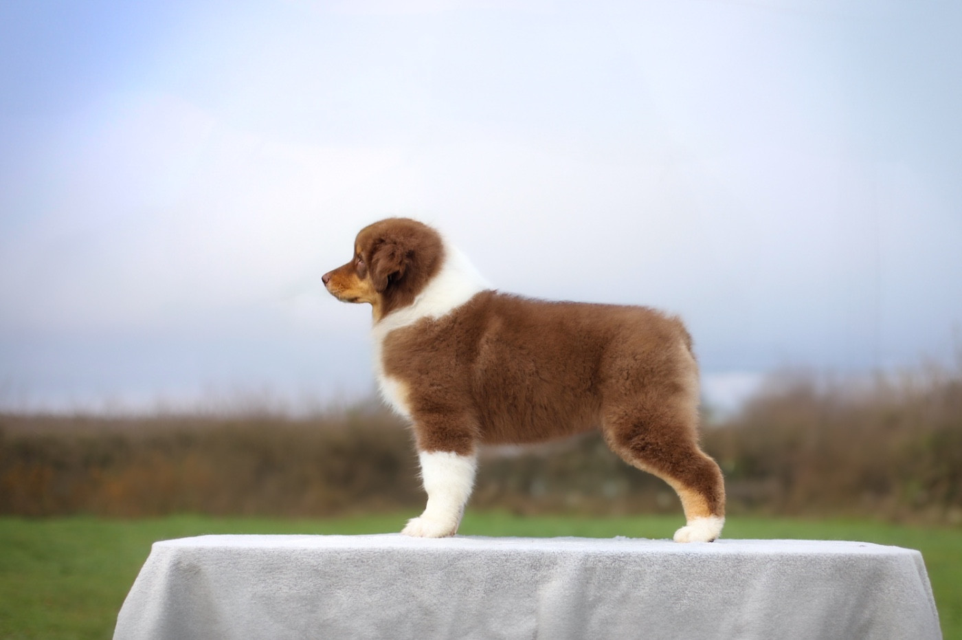 Au jour qui se rêve Of Truest Desire