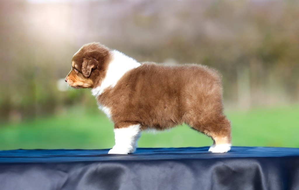 Au jour qui se rêve Of Truest Desire