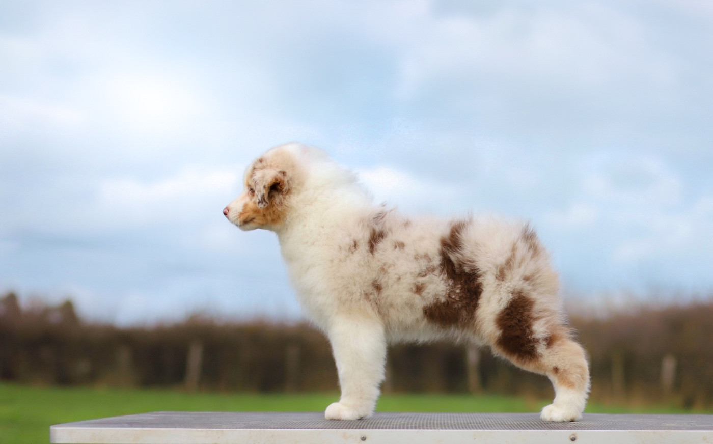 Amber Star Di Bellu Soniu