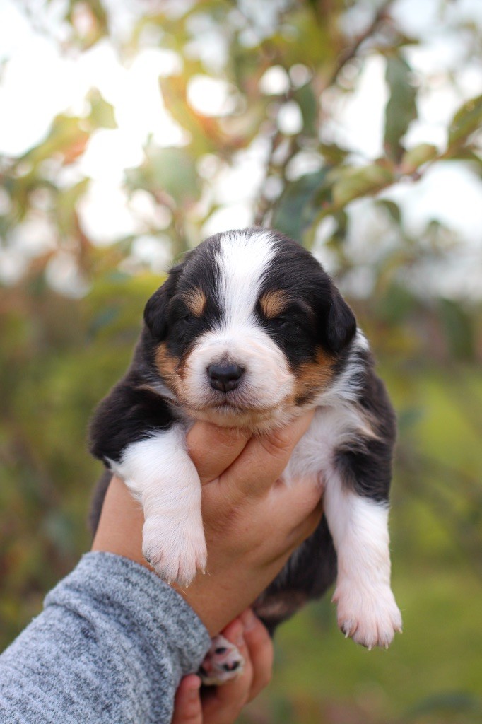Of Truest Desire - Chiots disponibles - Berger Australien