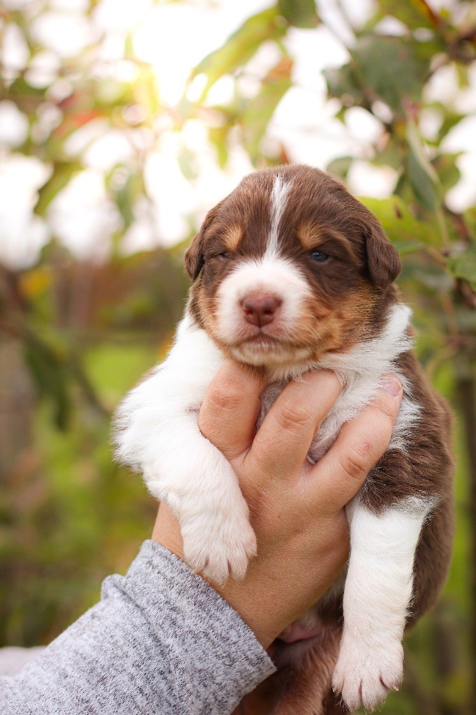 Of Truest Desire - Chiots disponibles - Berger Australien