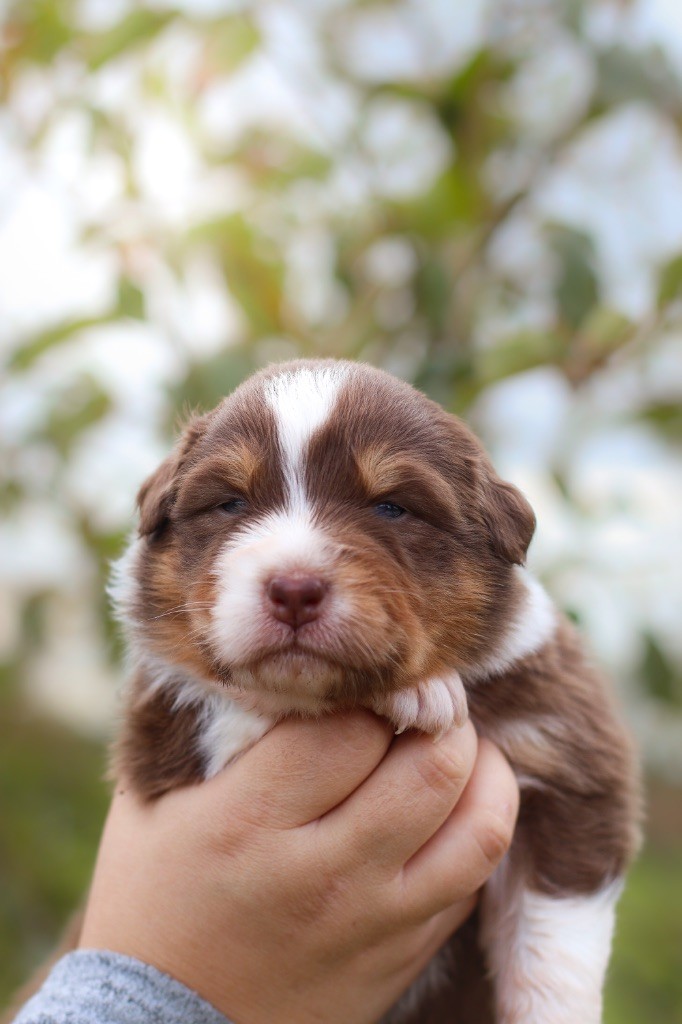 Of Truest Desire - Chiots disponibles - Berger Australien