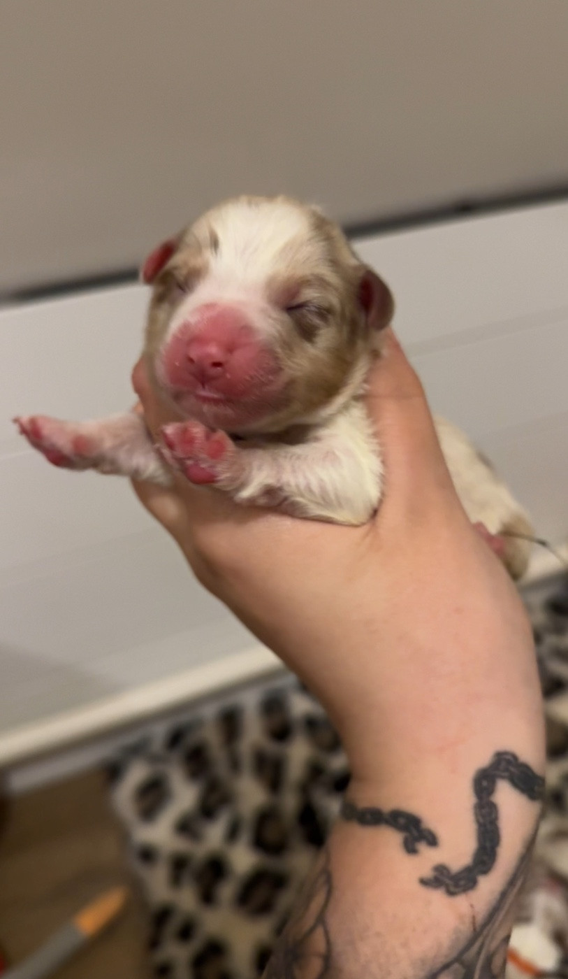 Of Truest Desire - Chiots disponibles - Berger Australien