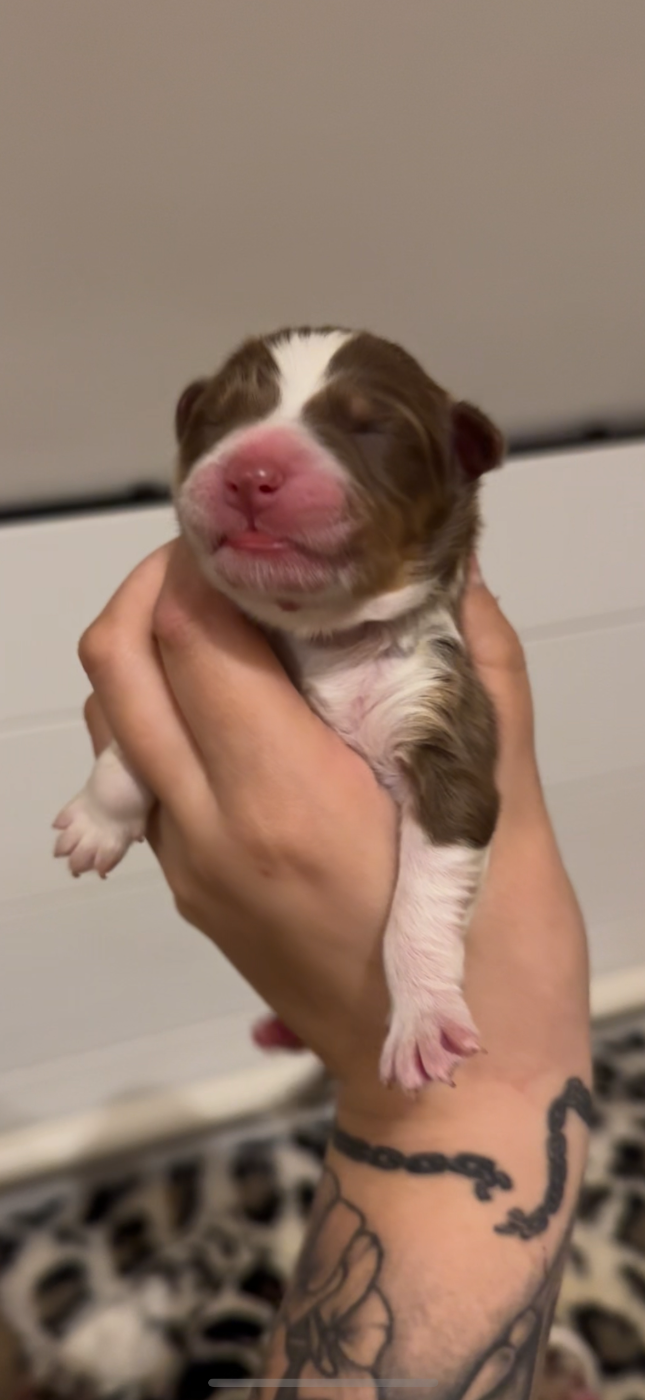 Of Truest Desire - Chiots disponibles - Berger Australien