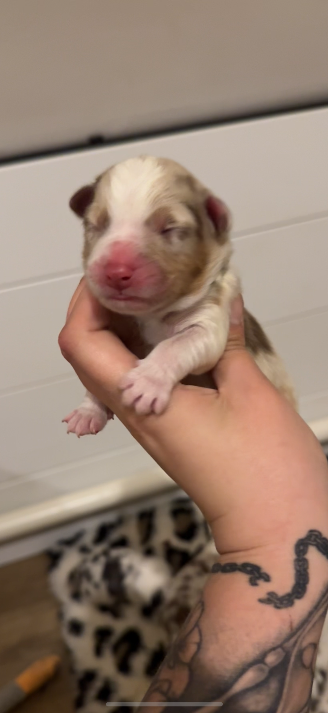 Of Truest Desire - Chiots disponibles - Berger Australien