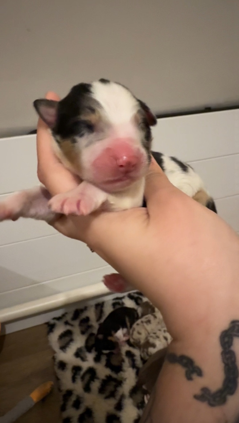 Of Truest Desire - Chiots disponibles - Berger Australien