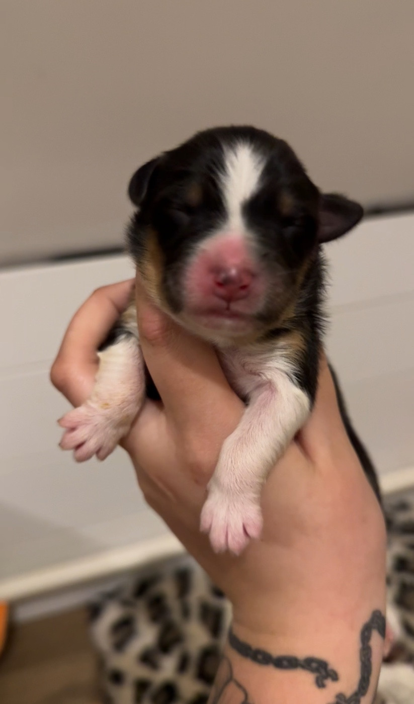 Of Truest Desire - Chiots disponibles - Berger Australien