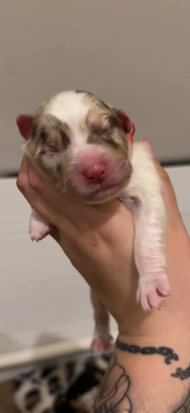 Of Truest Desire - Chiots disponibles - Berger Australien