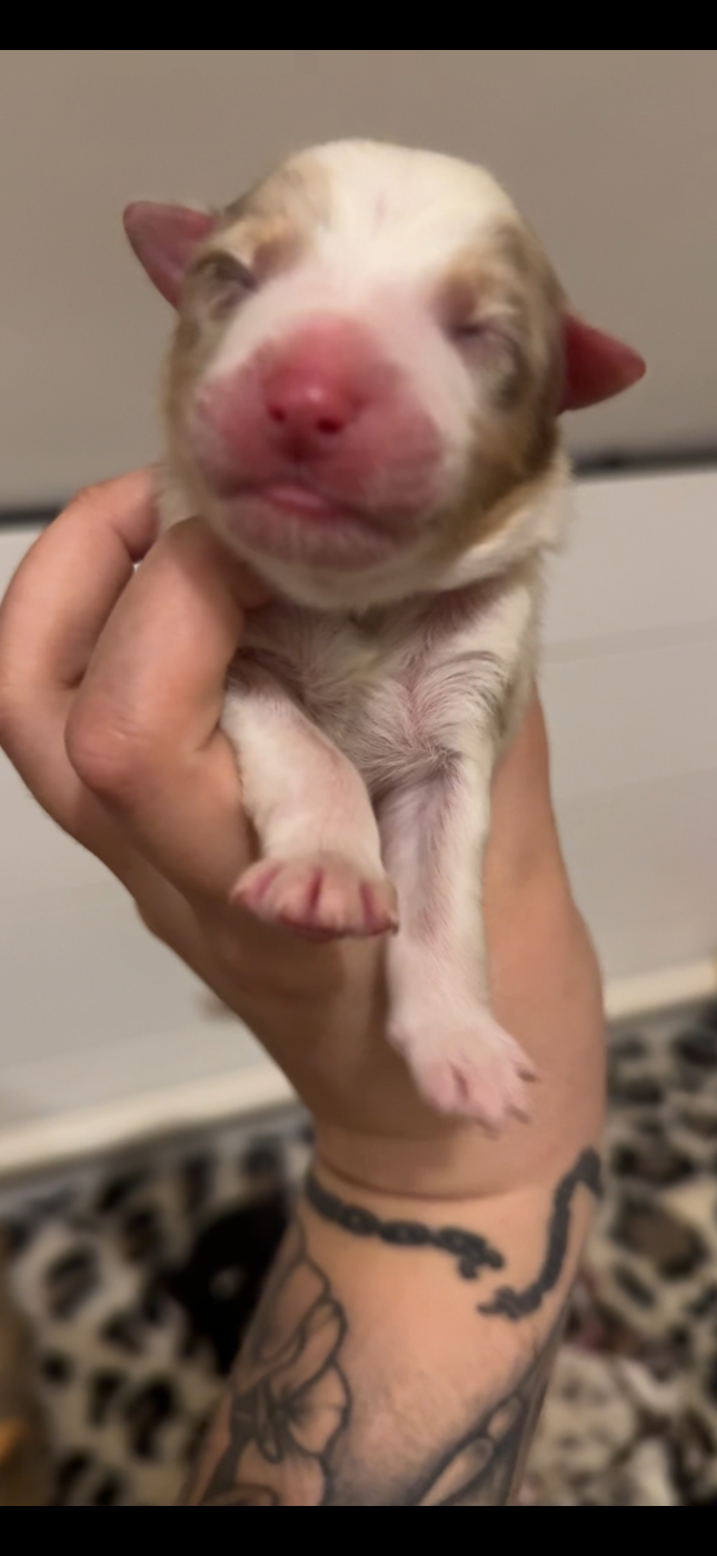 Of Truest Desire - Chiots disponibles - Berger Australien