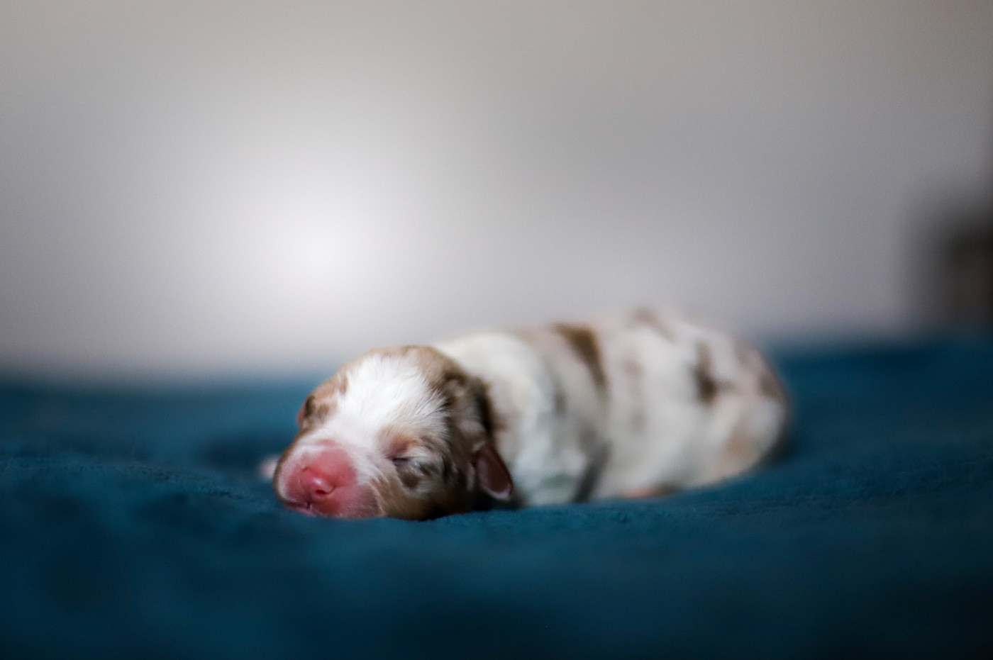 Of Truest Desire - Chiots disponibles - Berger Australien