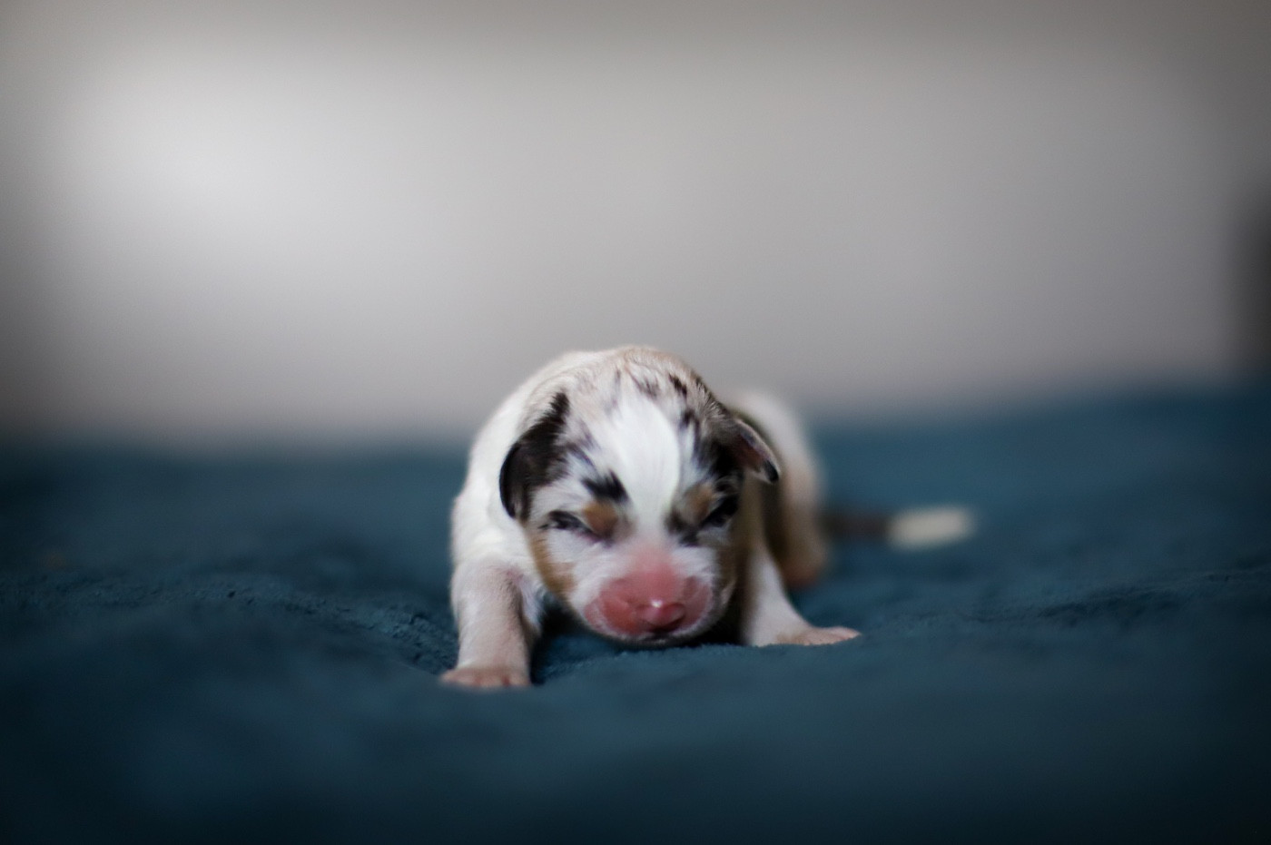 Of Truest Desire - Chiots disponibles - Berger Australien