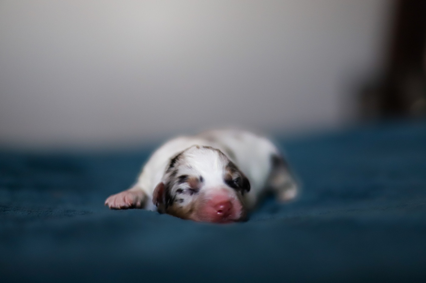 Of Truest Desire - Chiots disponibles - Berger Australien