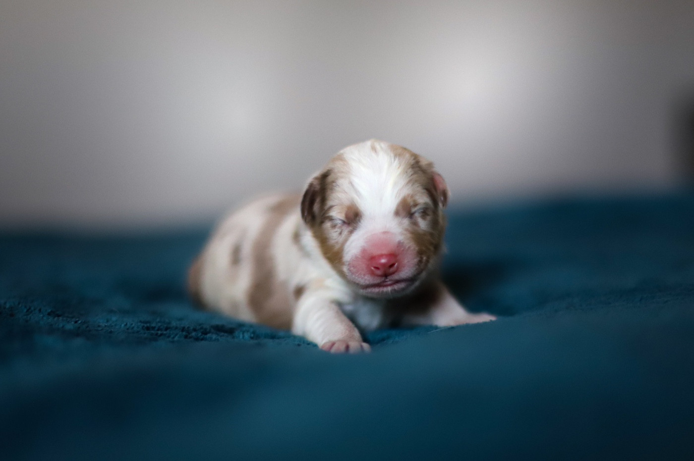 Of Truest Desire - Chiots disponibles - Berger Australien