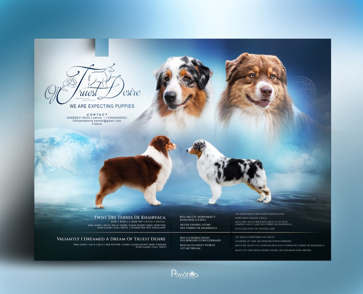 Of Truest Desire - Berger Australien - Portée née le 19/03/2026