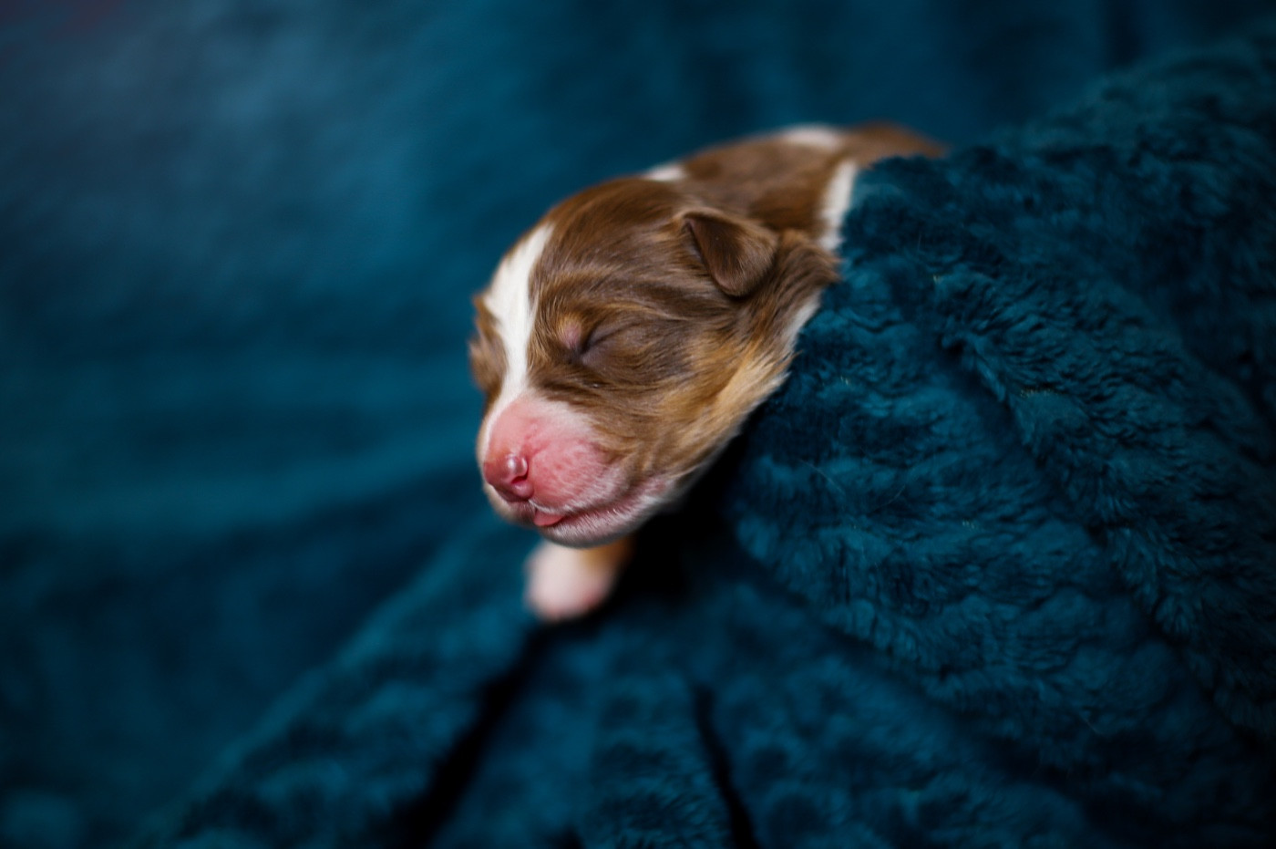 Of Truest Desire - Chiots disponibles - Berger Australien