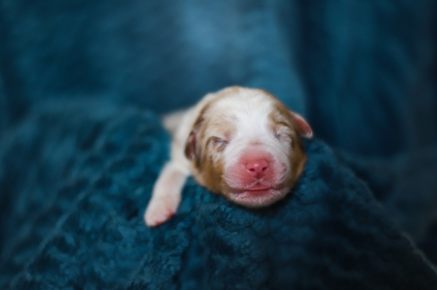 Of Truest Desire - Chiots disponibles - Berger Australien