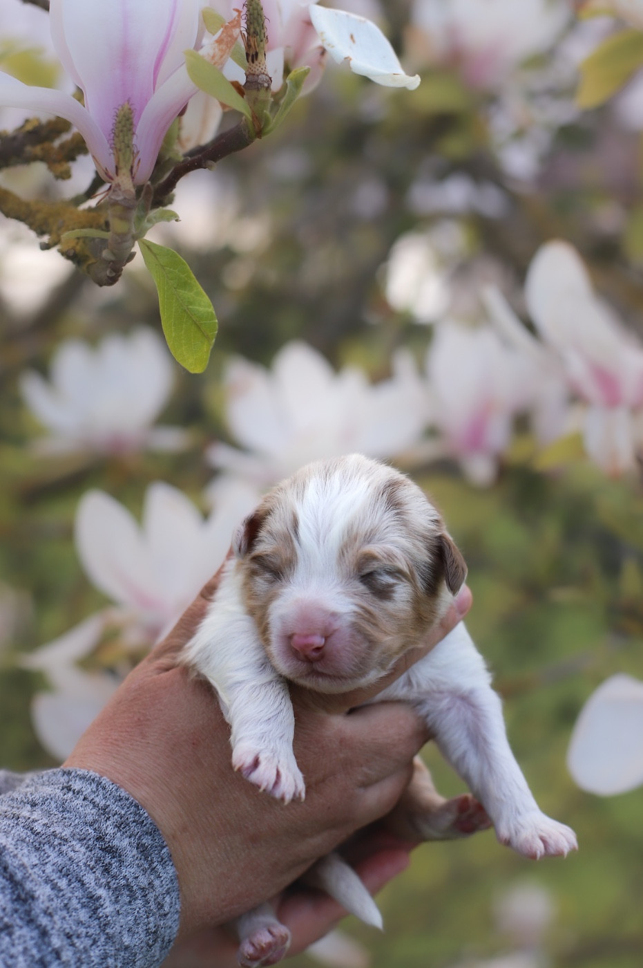 Of Truest Desire - Chiots disponibles - Berger Australien