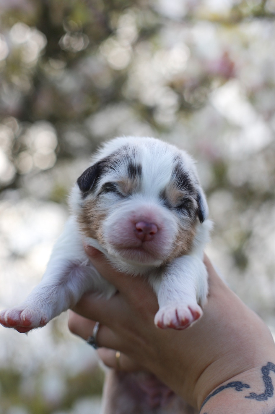 Of Truest Desire - Chiots disponibles - Berger Australien