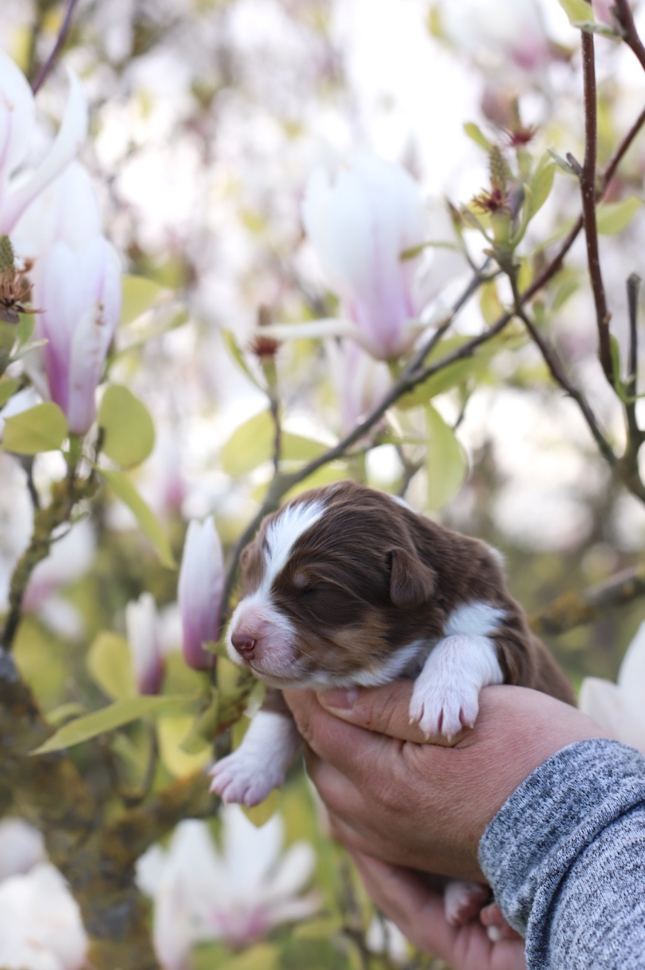 Of Truest Desire - Chiots disponibles - Berger Australien