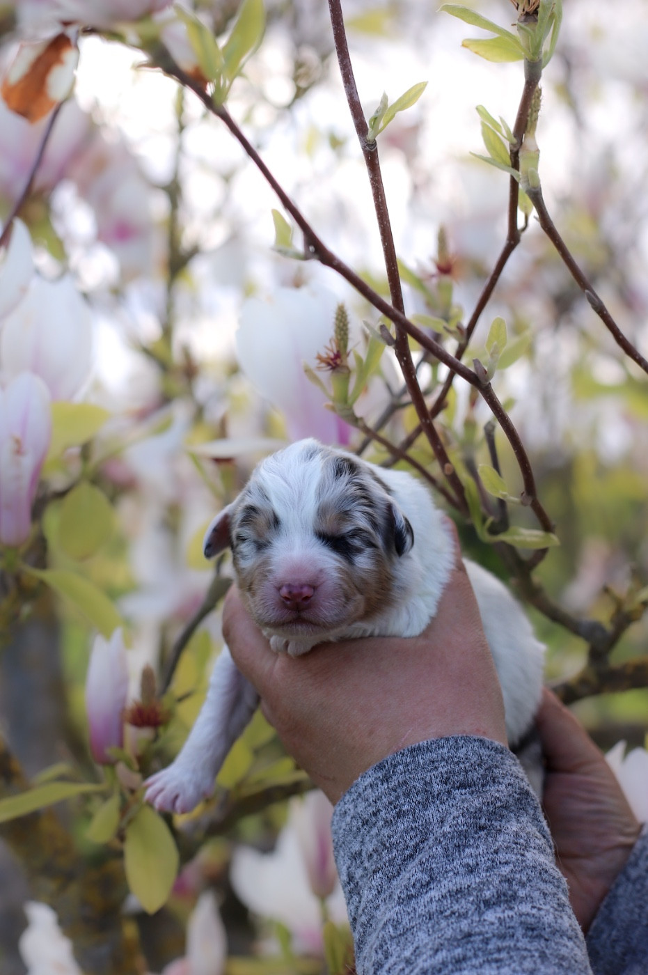 Of Truest Desire - Chiots disponibles - Berger Australien