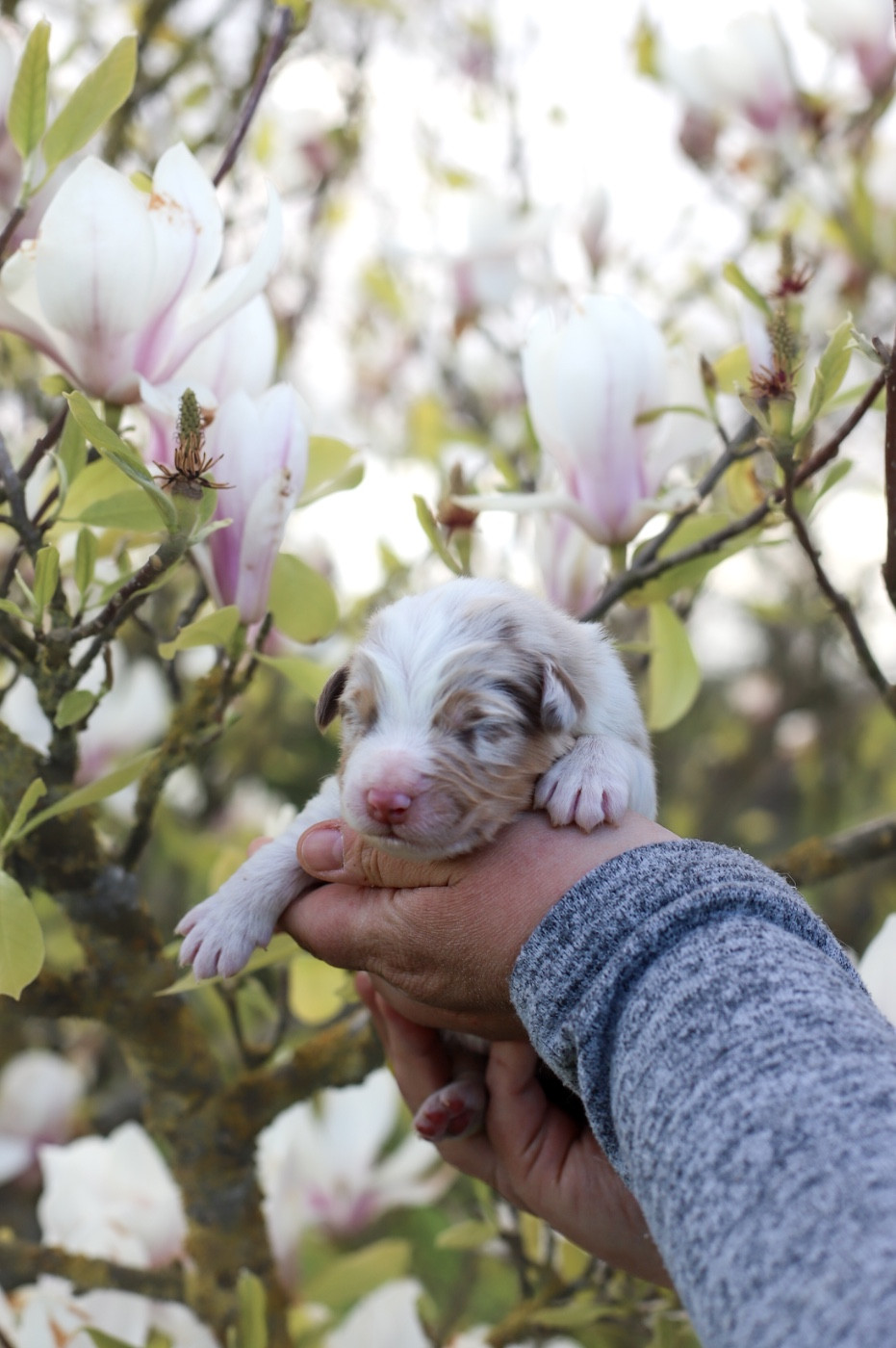 Of Truest Desire - Chiots disponibles - Berger Australien