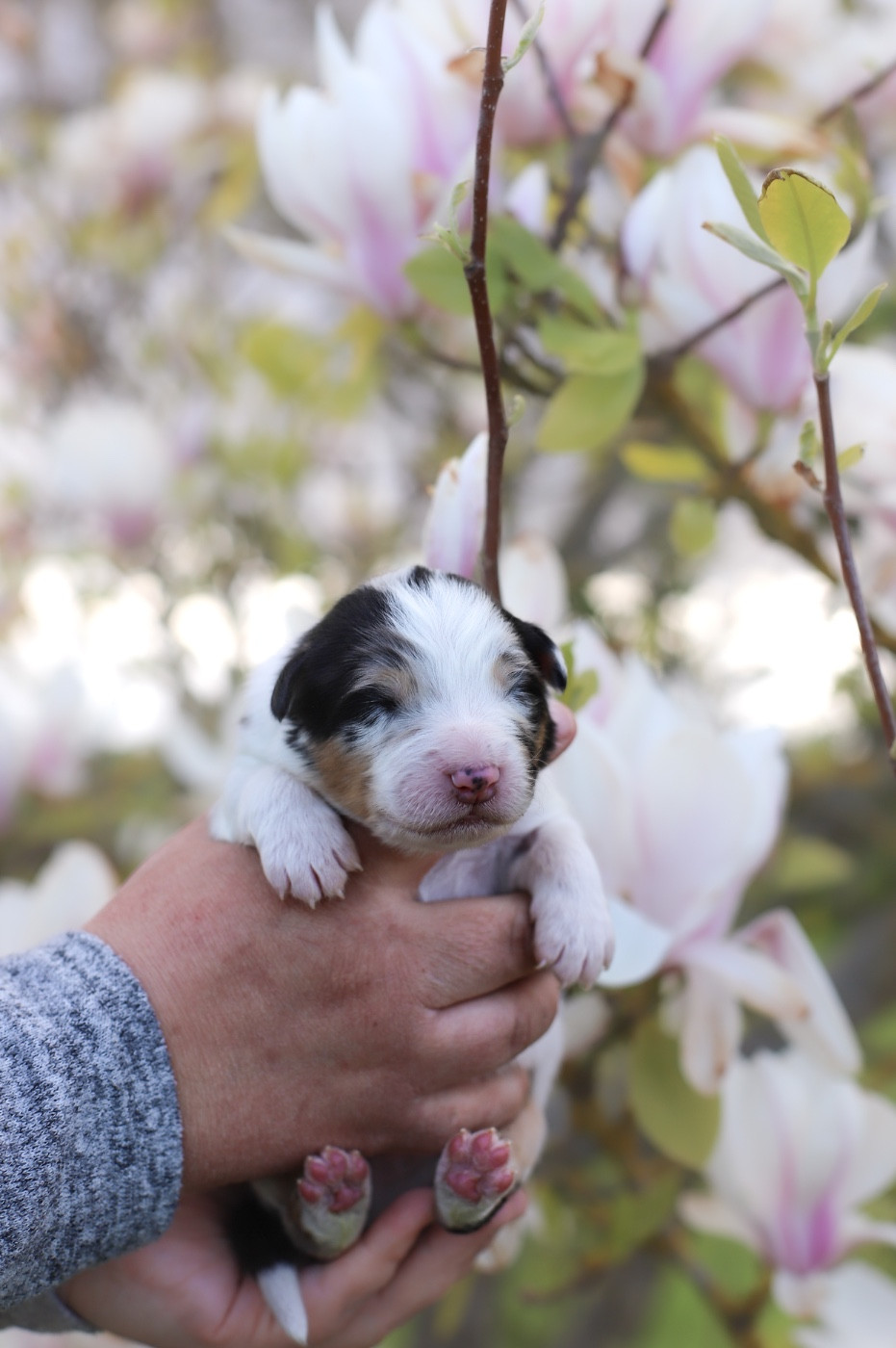 Of Truest Desire - Chiots disponibles - Berger Australien