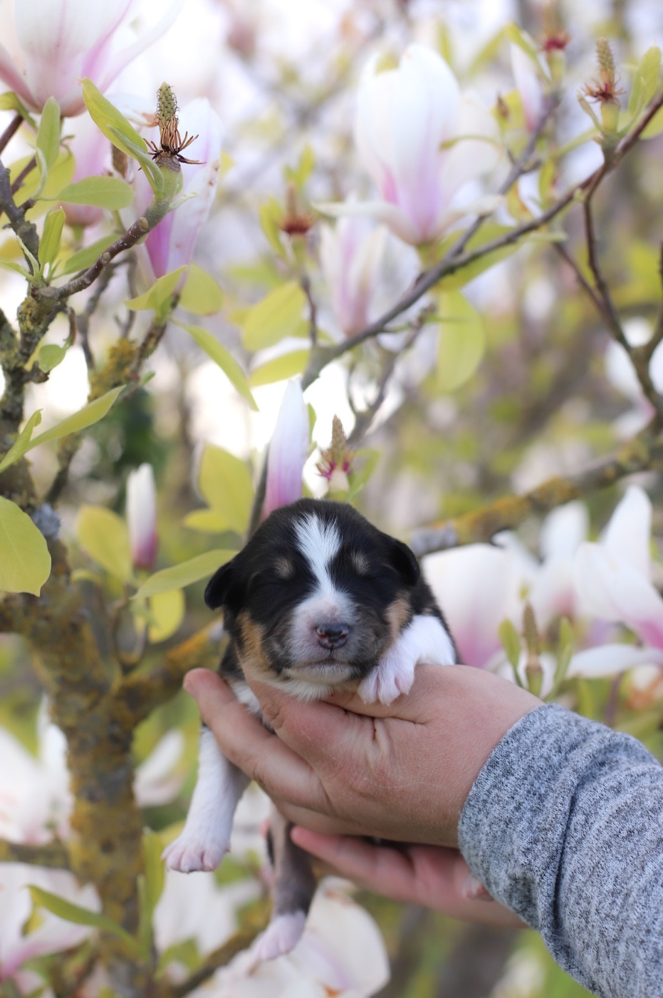 Of Truest Desire - Chiots disponibles - Berger Australien