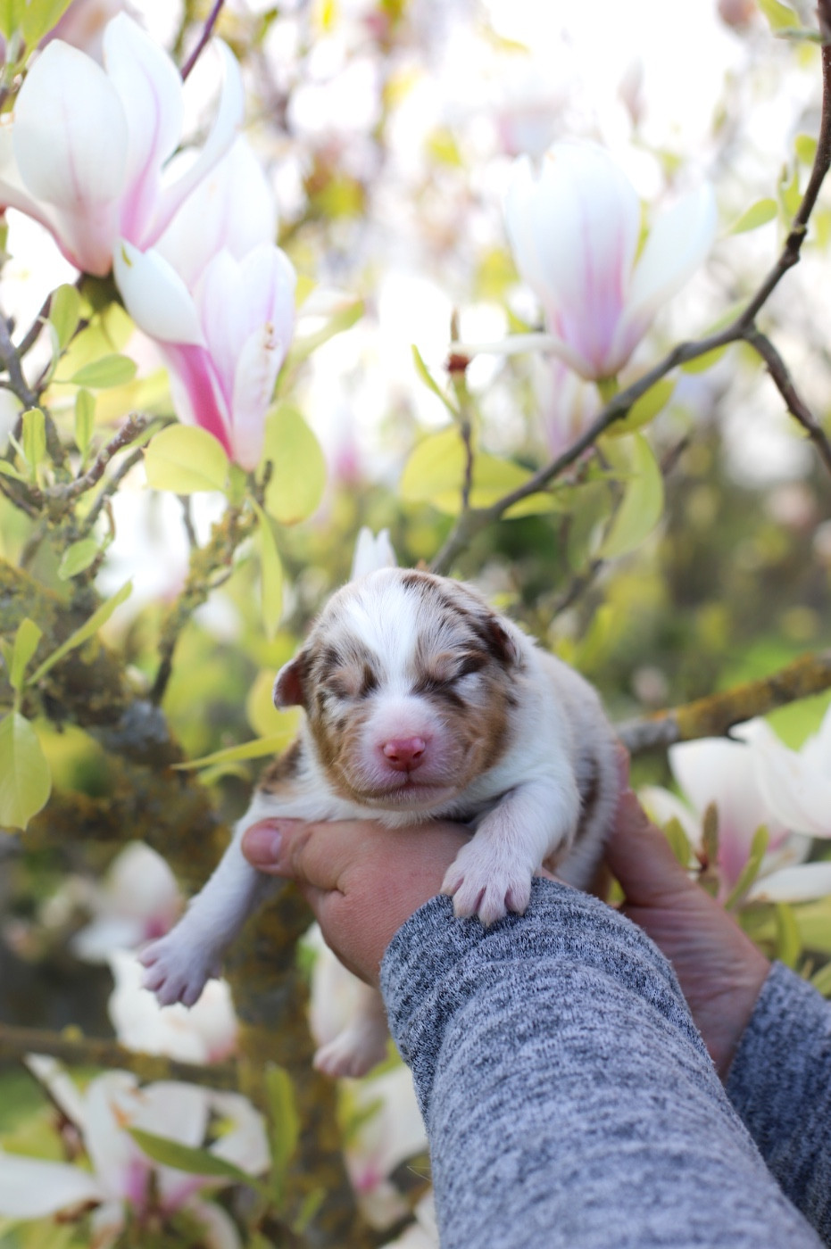 Of Truest Desire - Chiots disponibles - Berger Australien