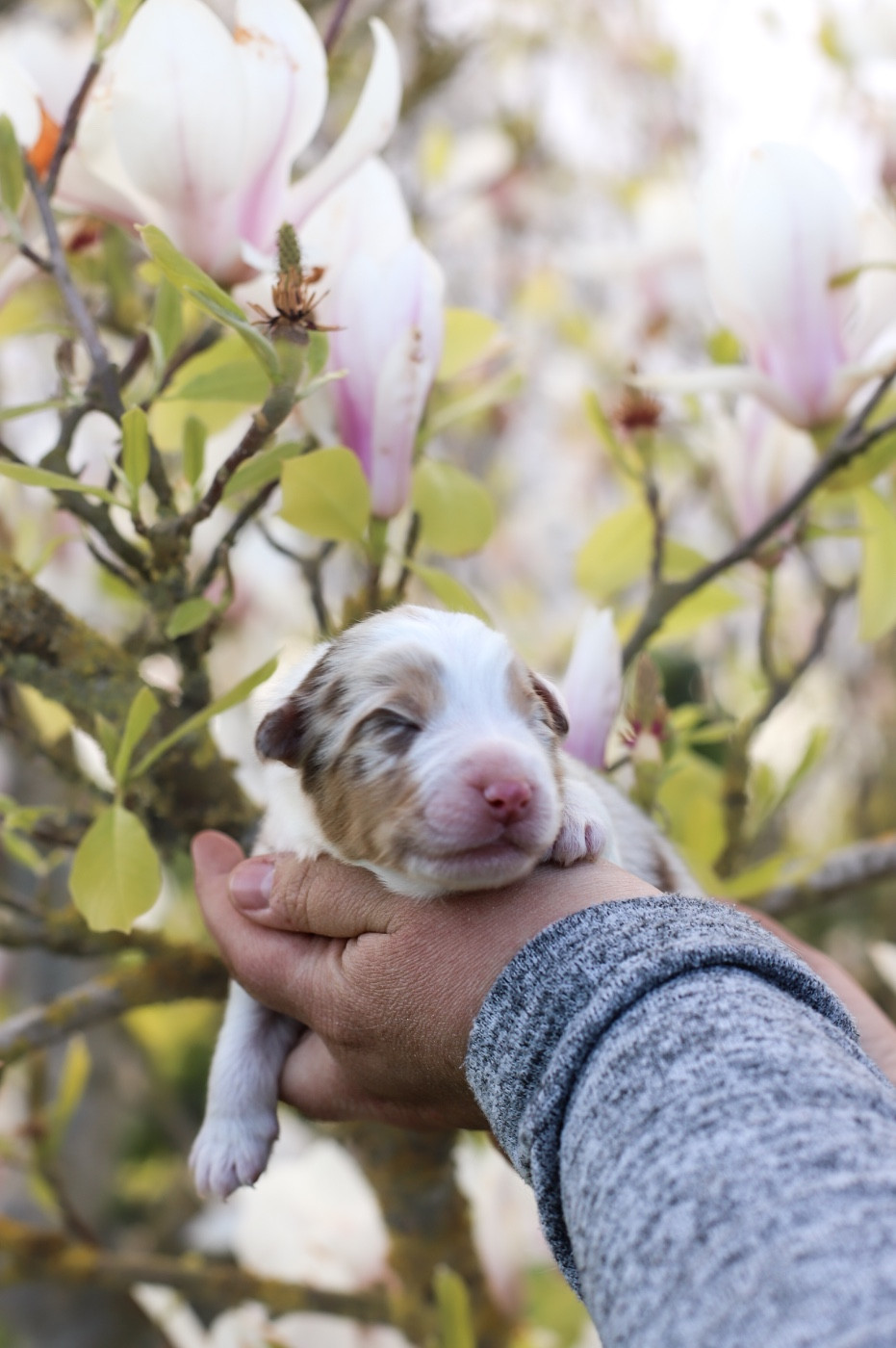 Of Truest Desire - Chiots disponibles - Berger Australien