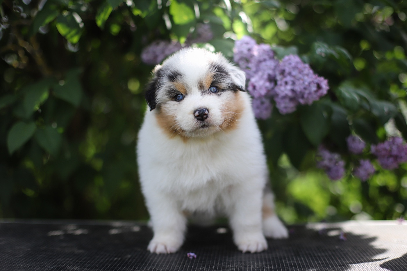 Of Truest Desire - Chiots disponibles - Berger Australien