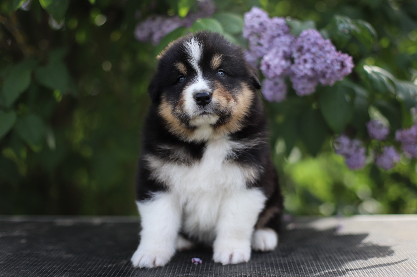 Of Truest Desire - Chiots disponibles - Berger Australien