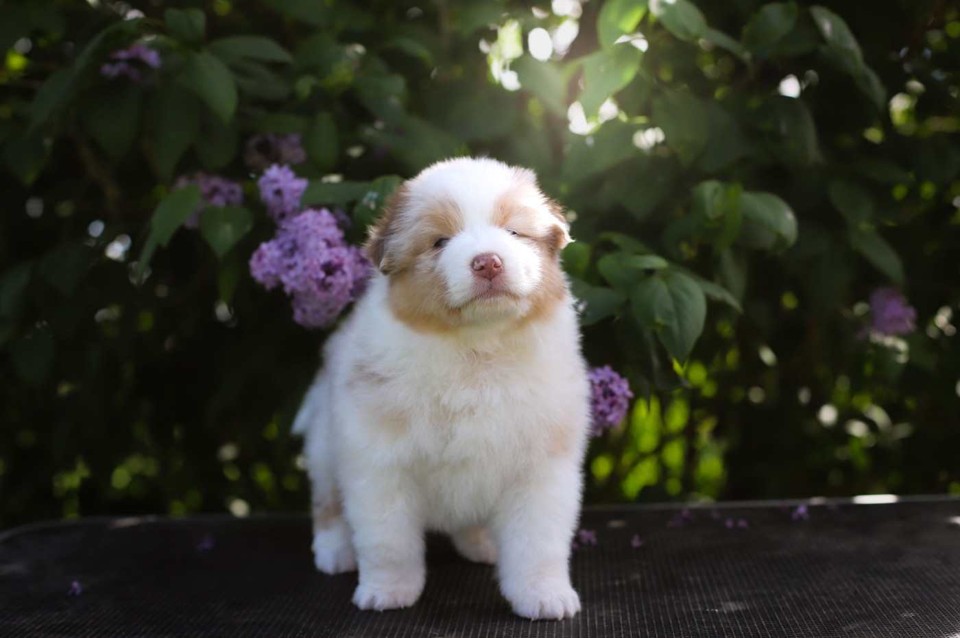 Of Truest Desire - Chiots disponibles - Berger Australien