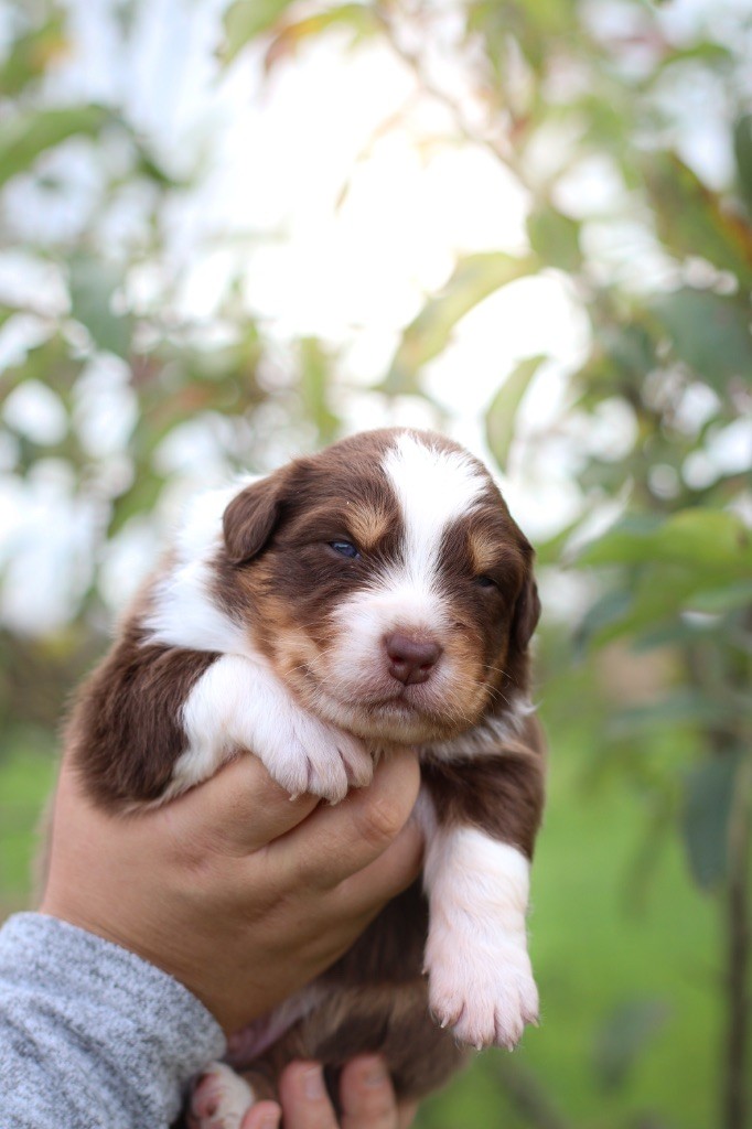 Of Truest Desire - Chiots disponibles - Berger Australien