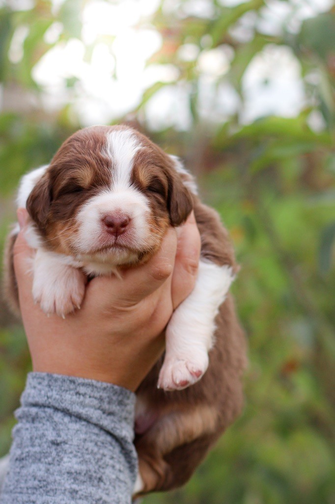 Of Truest Desire - Chiots disponibles - Berger Australien