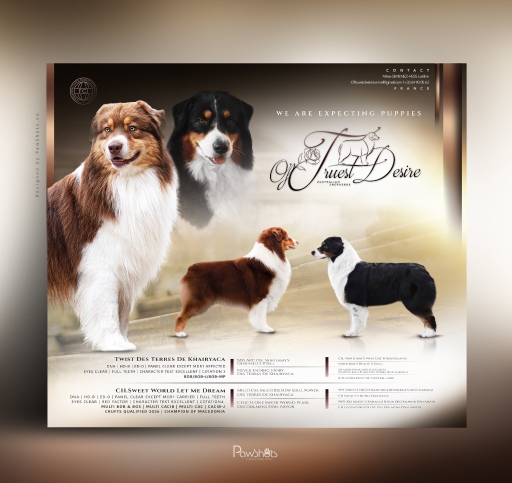 Chiot Berger Australien Of Truest Desire