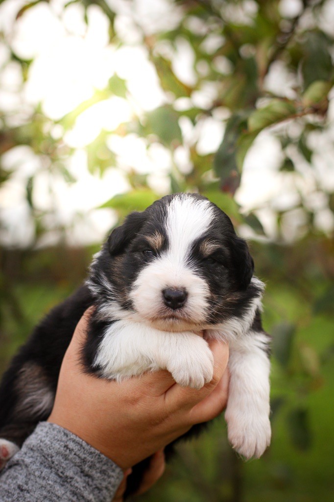 Of Truest Desire - Chiots disponibles - Berger Australien